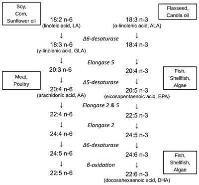 A More Comprehensive Approach to the Neuroprotective Potential of Long-Chain Polyunsaturated Fatty Acids in Preterm Infants Is Needed—Should We Consider Maternal Diet and the n-6:n-3 Fatty Acid Ratio?